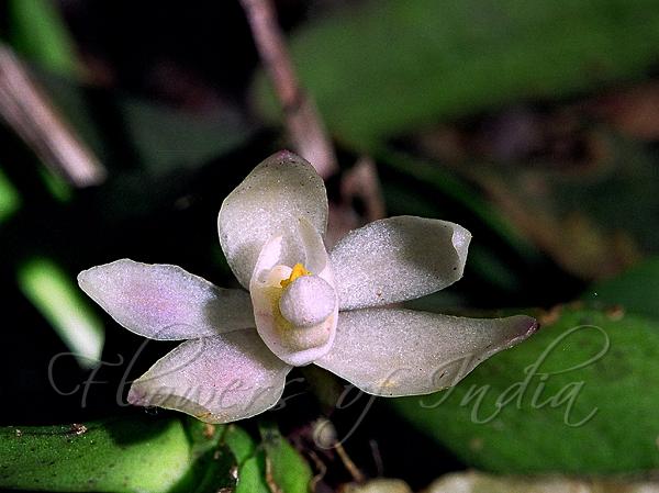 Indian Winged-Horn Orchid